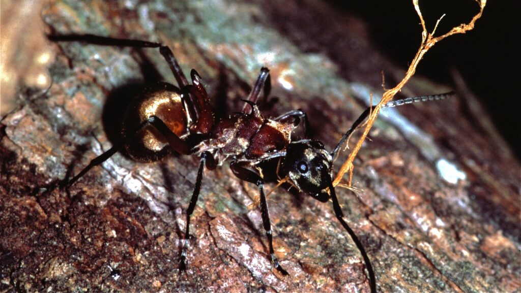 Close-up of a Spiny Devil Ant (Polyrhachis bihamata) crawling over rough tree bark, showing its distinctive golden-brown body, hooked spines, and long antennae entangled with a twig.