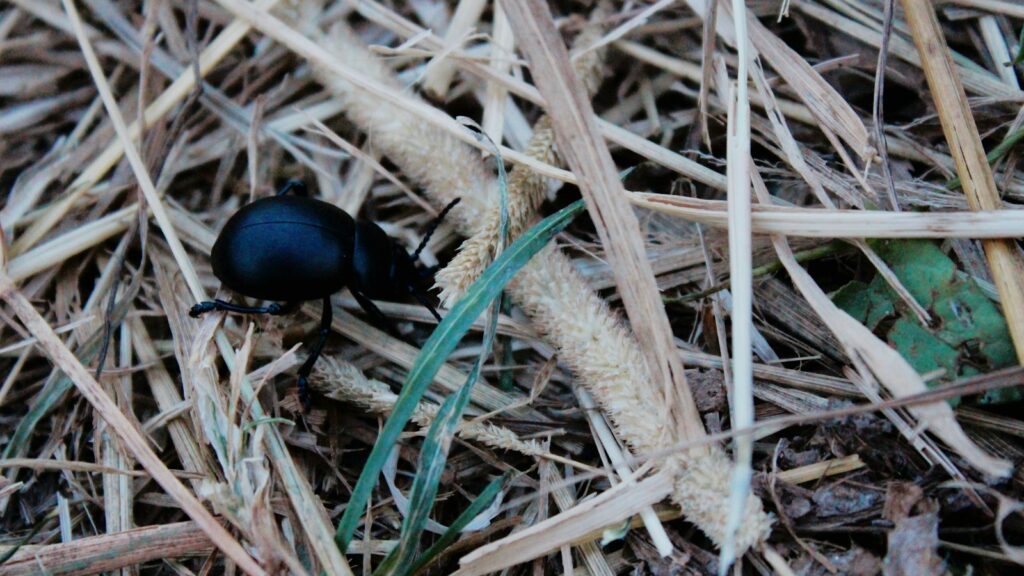 Dark beetle navigating dry grass, evolved to counter natural predators with tough armor and chemical defenses.
