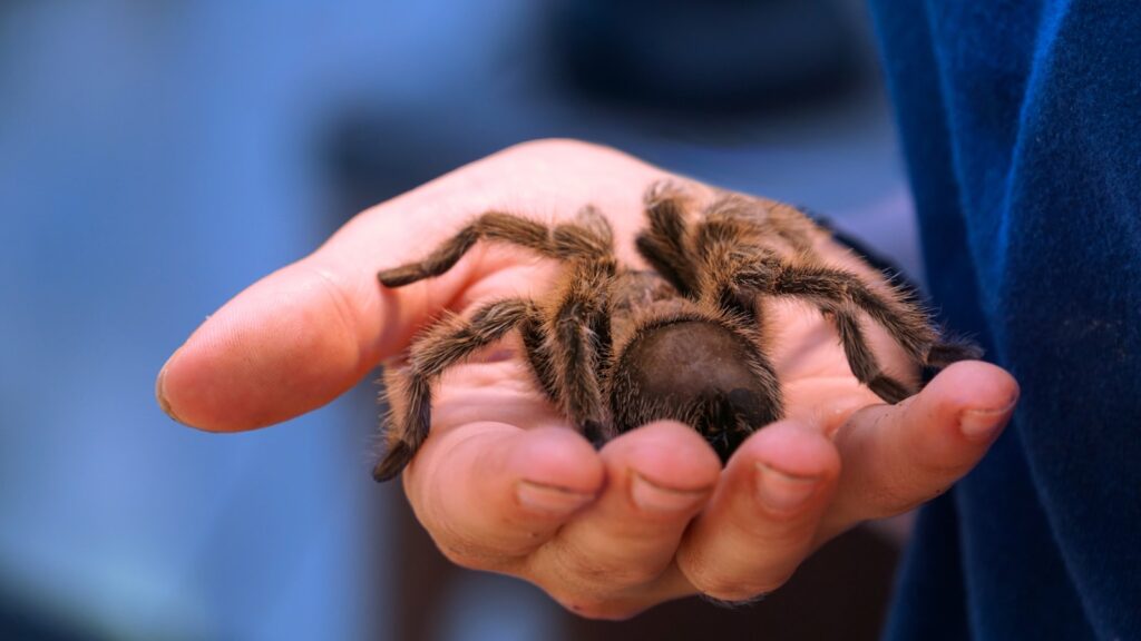 Tarantula resting in a person’s hand.