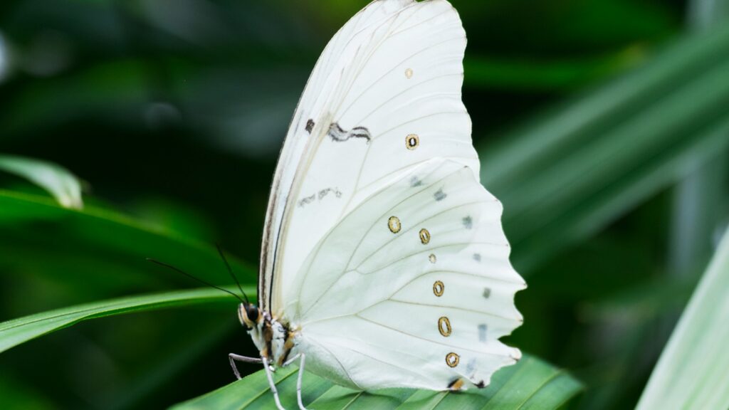 White butterfly with golden eye spots on green leaves