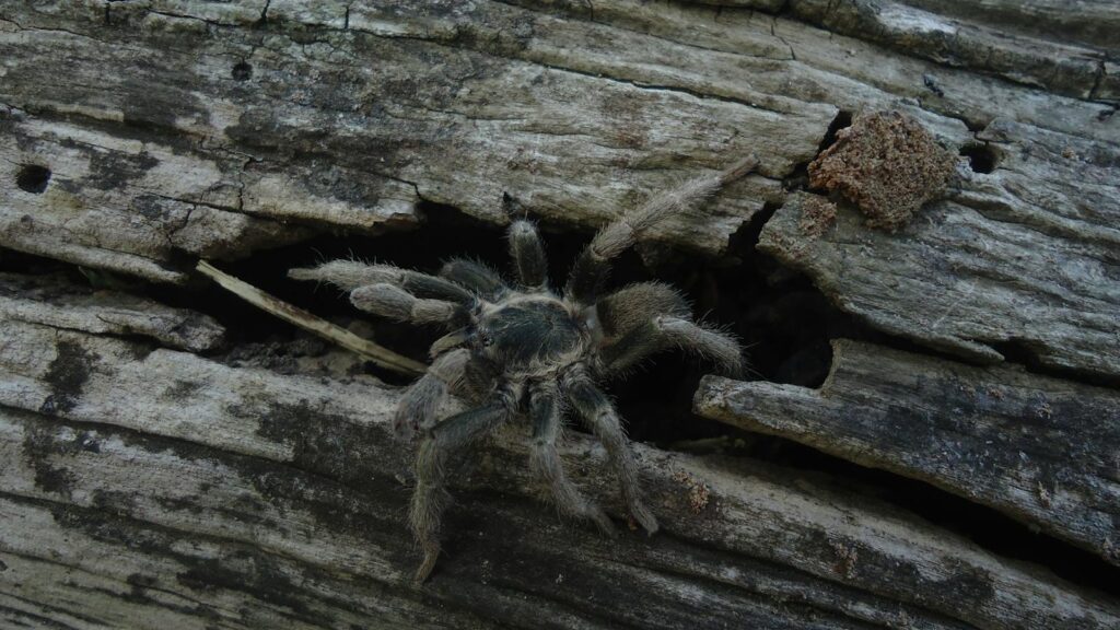 Brown tarantula emerging from a crack in weathered wood.