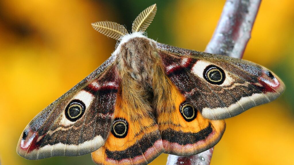 Emperor Moth on Branch