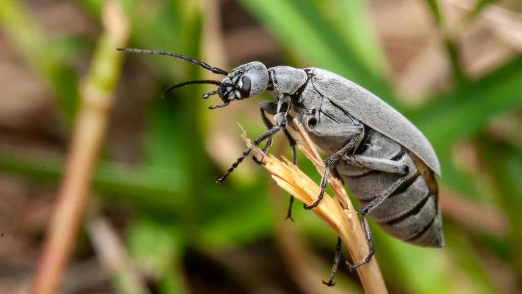 Gray blister beetle perched on dry grass stem.