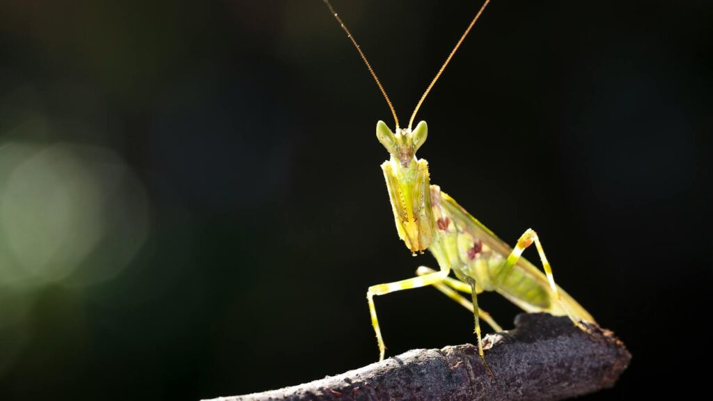 Praying mantis perched on a branch against a dark blurred background.