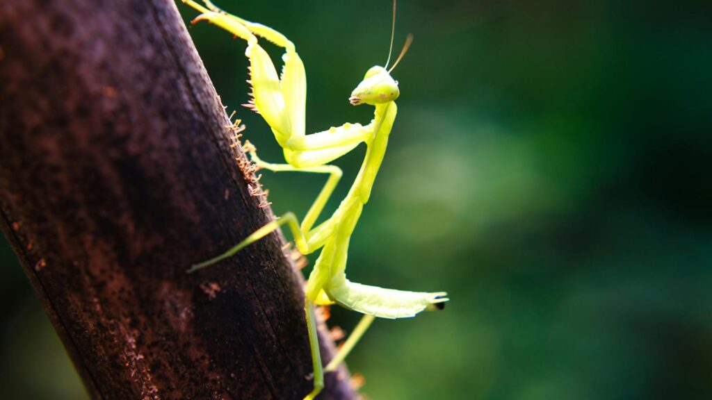 Green praying mantis on a tree branch.