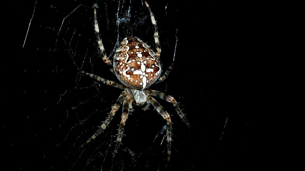 European Garden Spider Weaving at Night