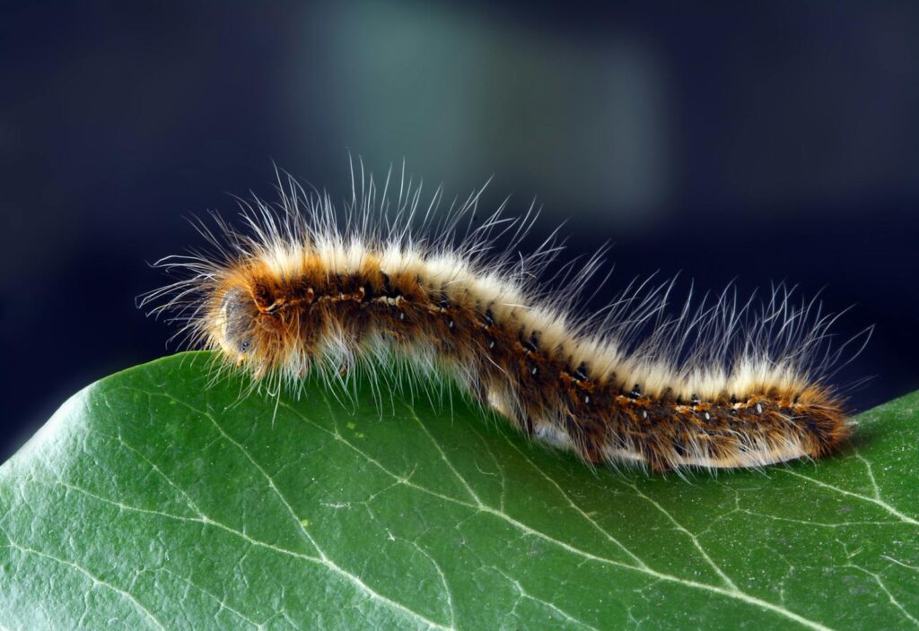 Detailed macro shot of a hairy caterpillar on a vibrant green leaf.