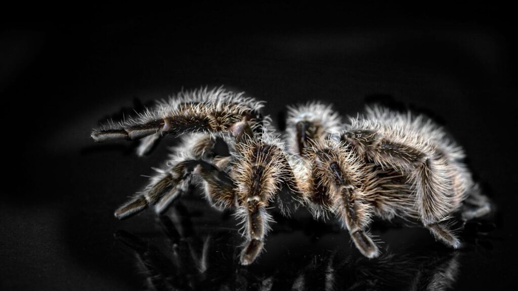 Close-up of a hairy tarantula walking on a dark reflective surface.