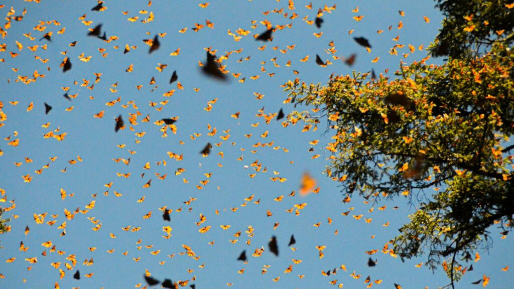 Swarm of monarch butterflies flying through the sky near treetops