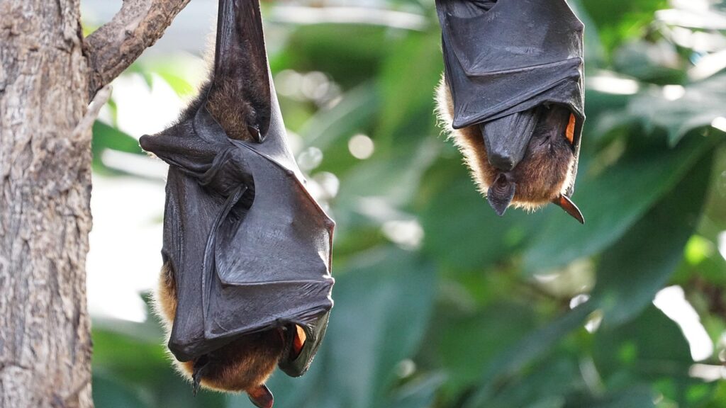 Two fruit bats hanging upside down from a tree branch