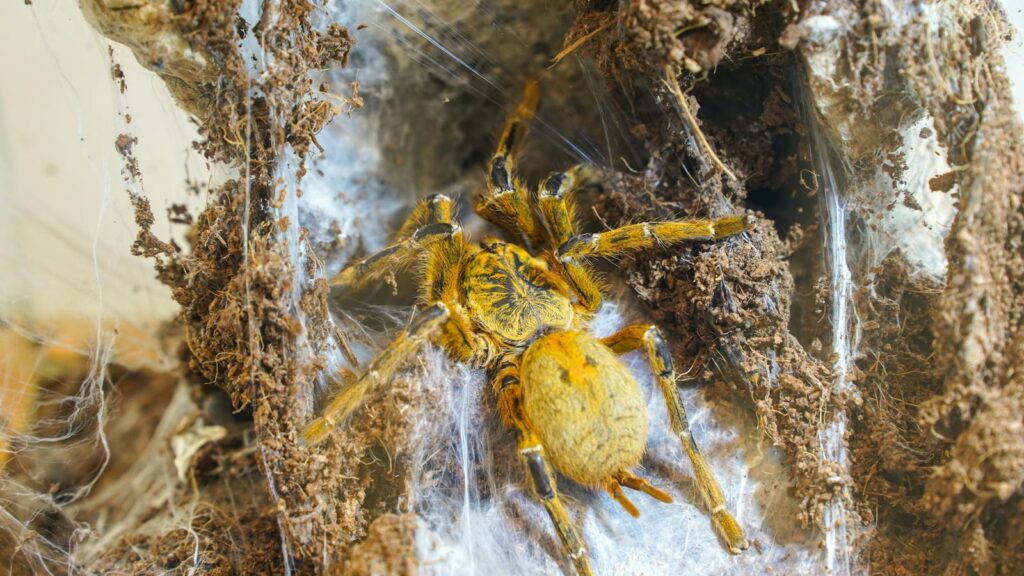 Golden Tarantula in Web Tunnel