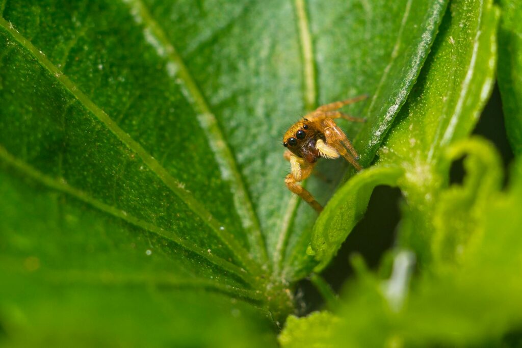 Detailed macro shot of a jumping spider perched on a green leaf, showcasing intricate details.