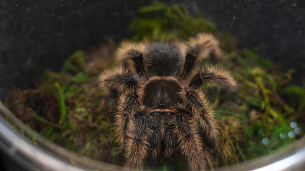 Close-up view of a Chilean rose tarantula resting on moss in a terrarium.