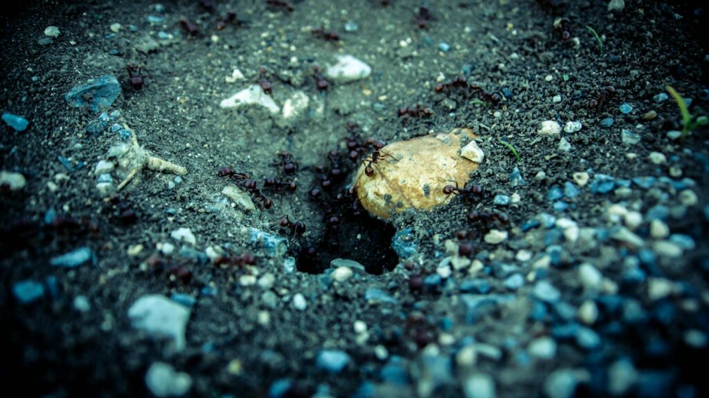 Close-up of ants swarming around a sandy nest entrance with small pebbles