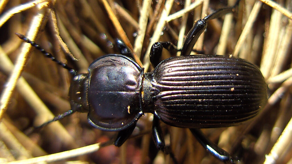 Shiny black Bombardier Beetle on dry grass, displaying its ridged exoskeleton and powerful ejection system.
