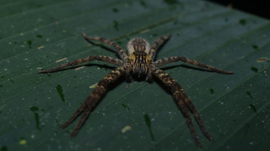 Brown spider on green leaf at night