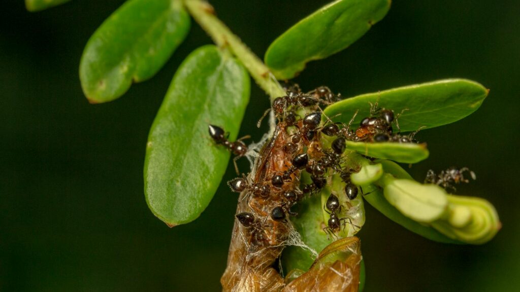 Cluster of Black Ants Building on Green Leaves