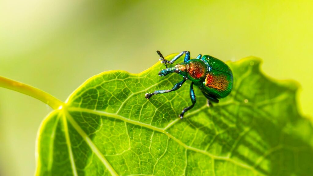 Metallic green beetle on a bright green leaf