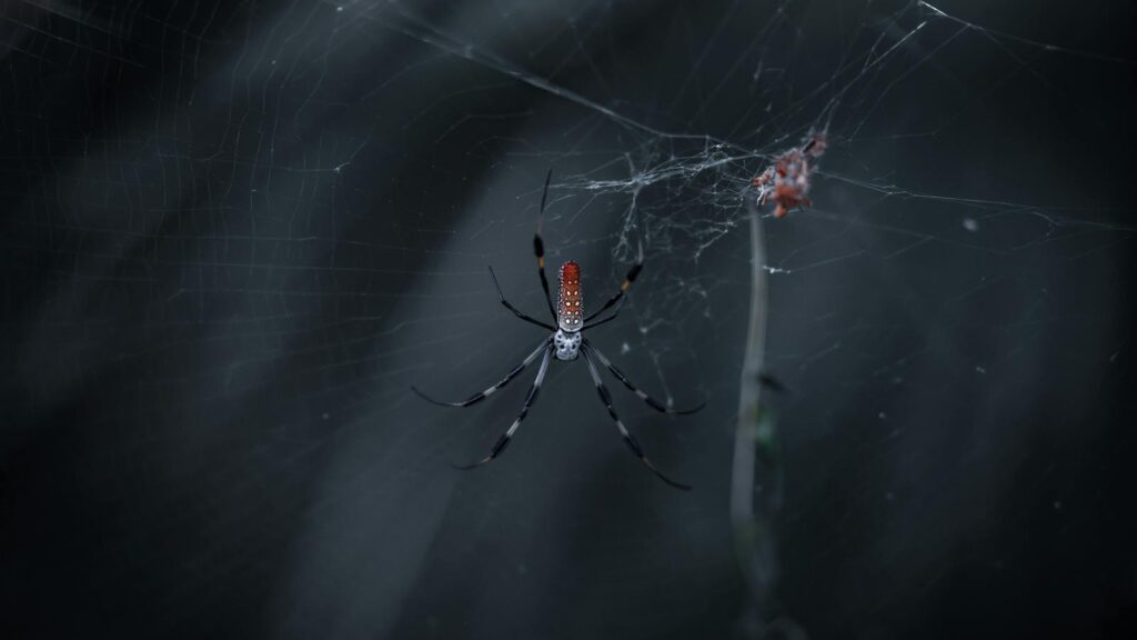 Spider with red and white body on dark web.