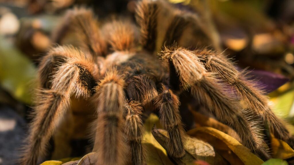 Close-up of a hairy tarantula crawling over autumn leaves.