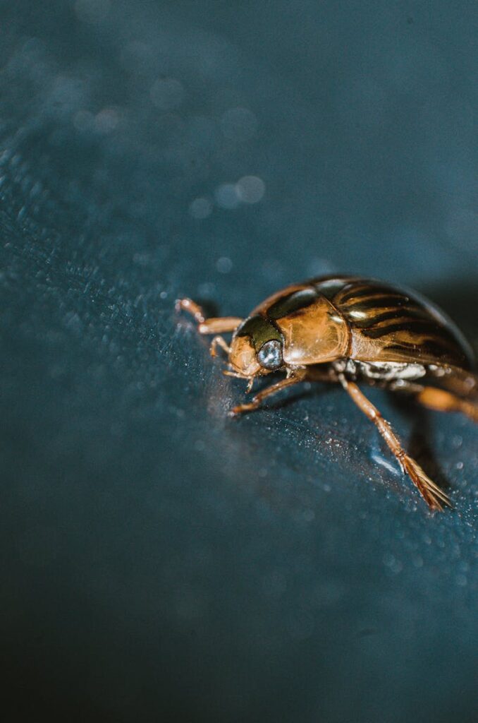 Close-up of a diving beetle on a dark surface.