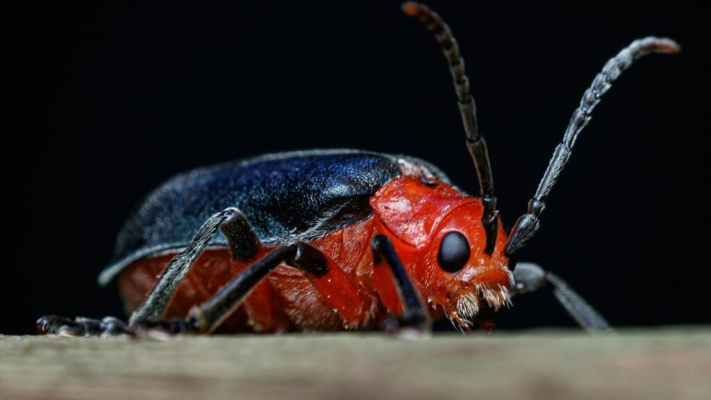 Close-up of a red and black beetle on wood