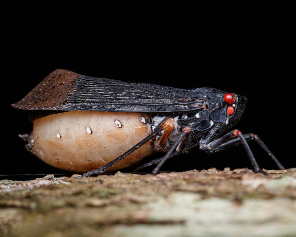 Detailed capture of a cicada on a branch against a black background.