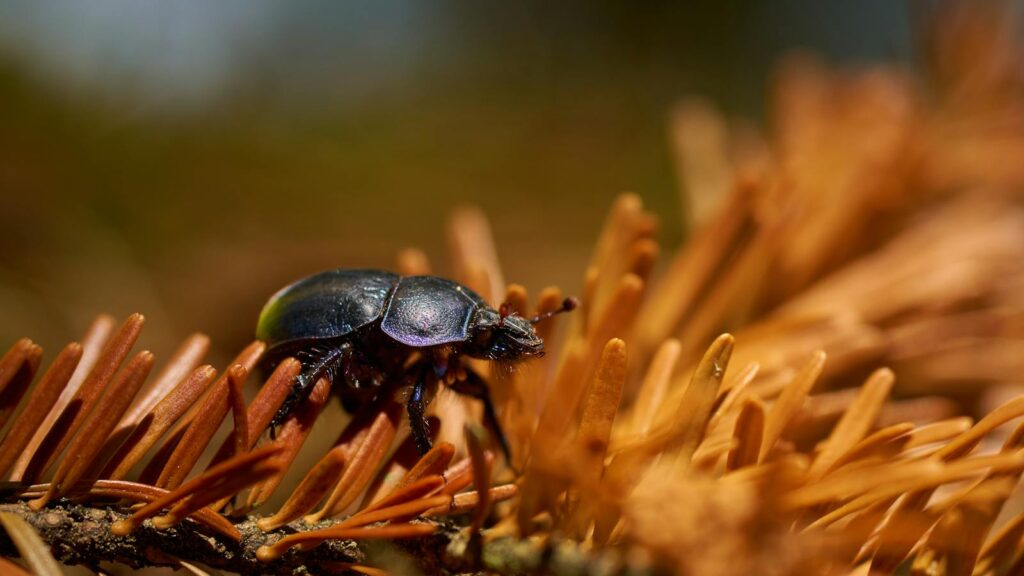 Shiny black beetle on dry pine needles