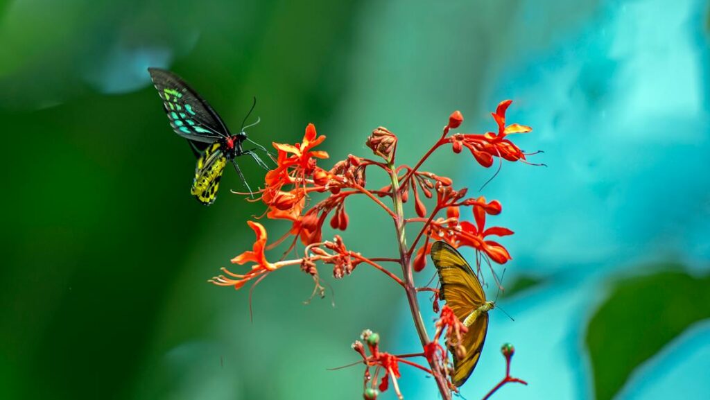 Two butterflies feed on vibrant red flowers against a blurred green and blue background.