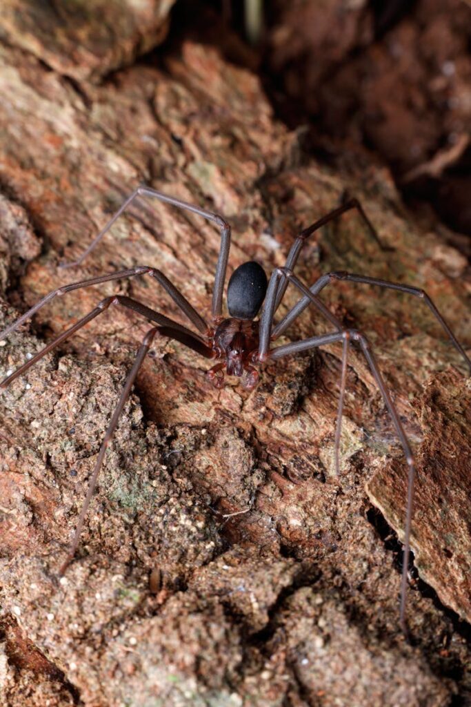 Close-up of a brown recluse spider on rough tree bark.