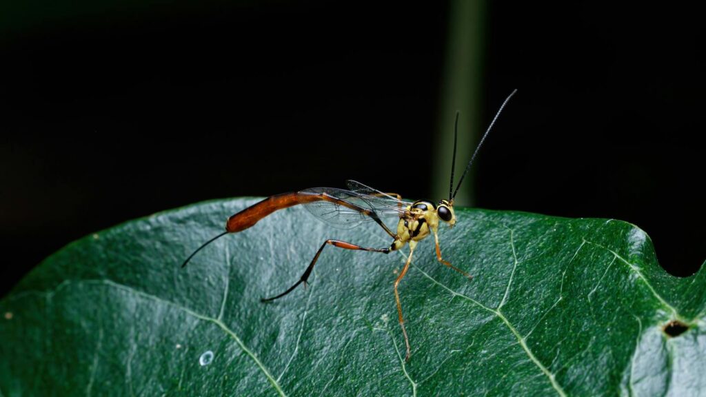 Close-up of a parasitoid wasp on a green leaf close up.