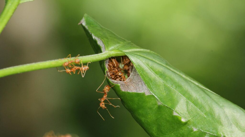 Weaver Ants Crafting a Leaf Nest