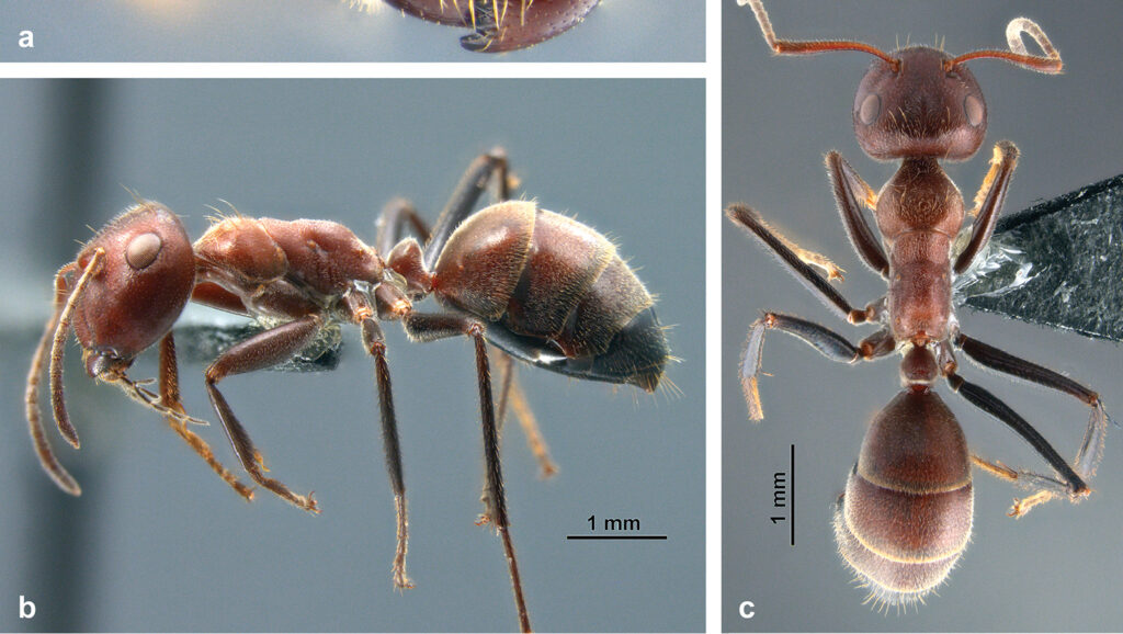 Malaysian Exploding Ant with vibrant orange body