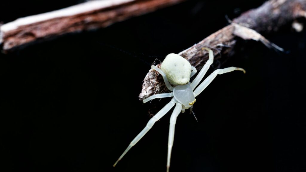 Crab Spider on Dark Branch