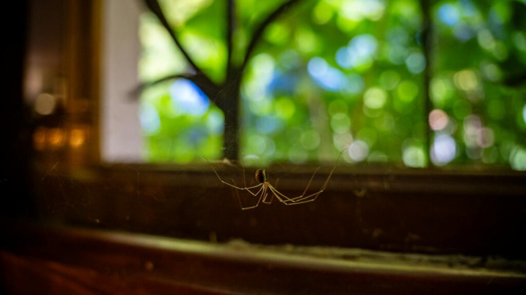Delicate spider hanging in web by sunlit window.