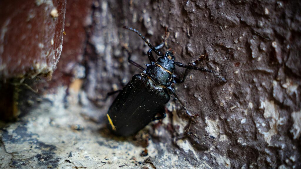 Black Longhorn Beetle on Rough Wall Surface – Urban Insect Encounter