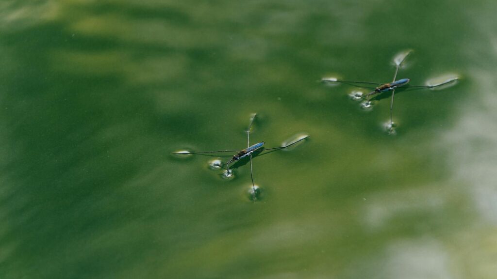 Two water striders gliding across a calm green water surface, creating gentle ripples with their legs.