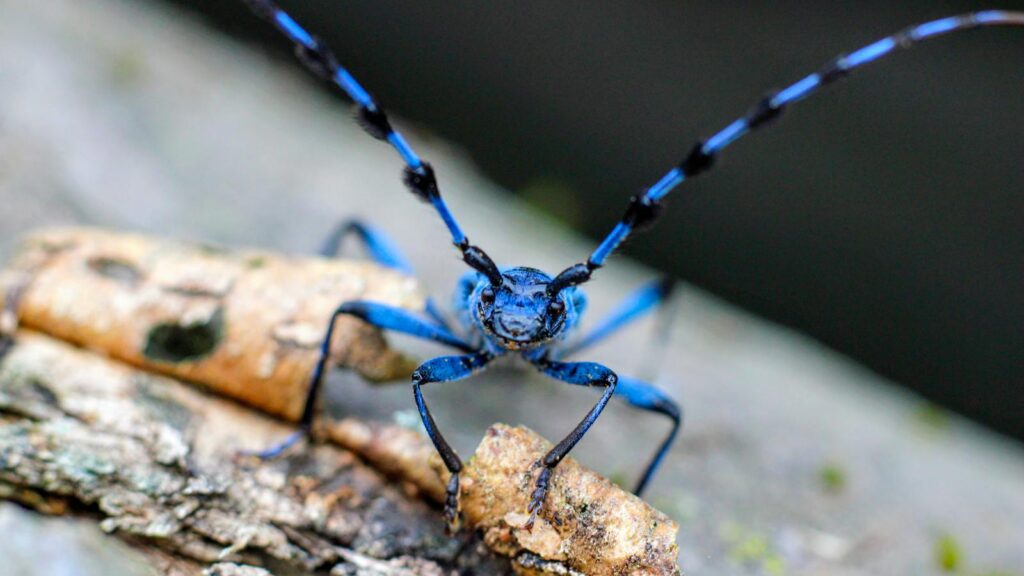 Bright blue longhorn beetle with banded antennae perched on bark