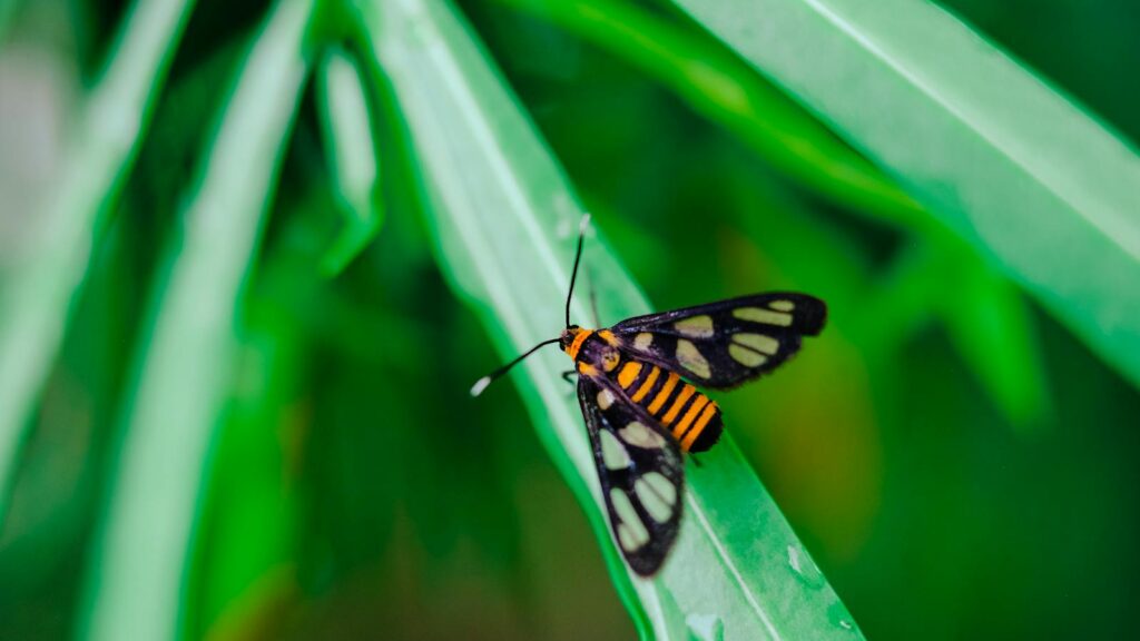Tiger moth with black wings and translucent spots resting on a green leaf.