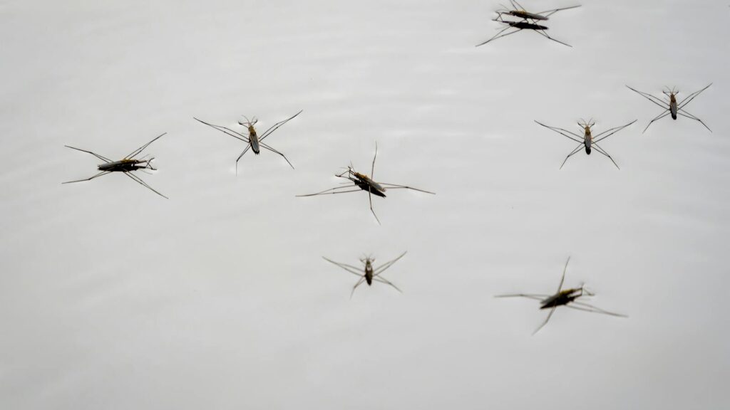 Group of water striders gliding on a still water surface