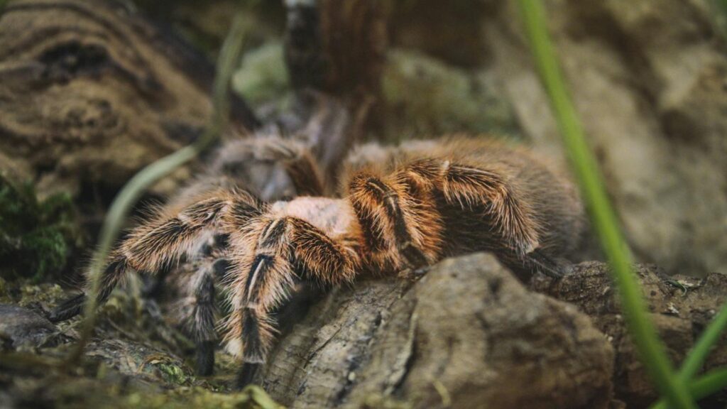 Hairy tarantula on forest floor.