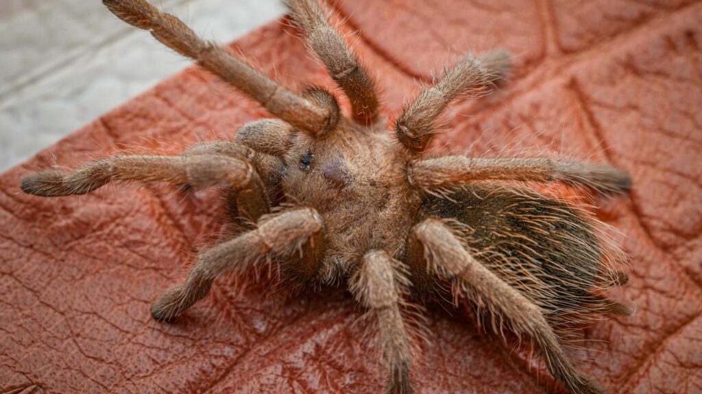 Brown tarantula on textured red leaf.