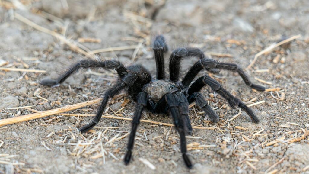 Black tarantula crawling on dry ground.