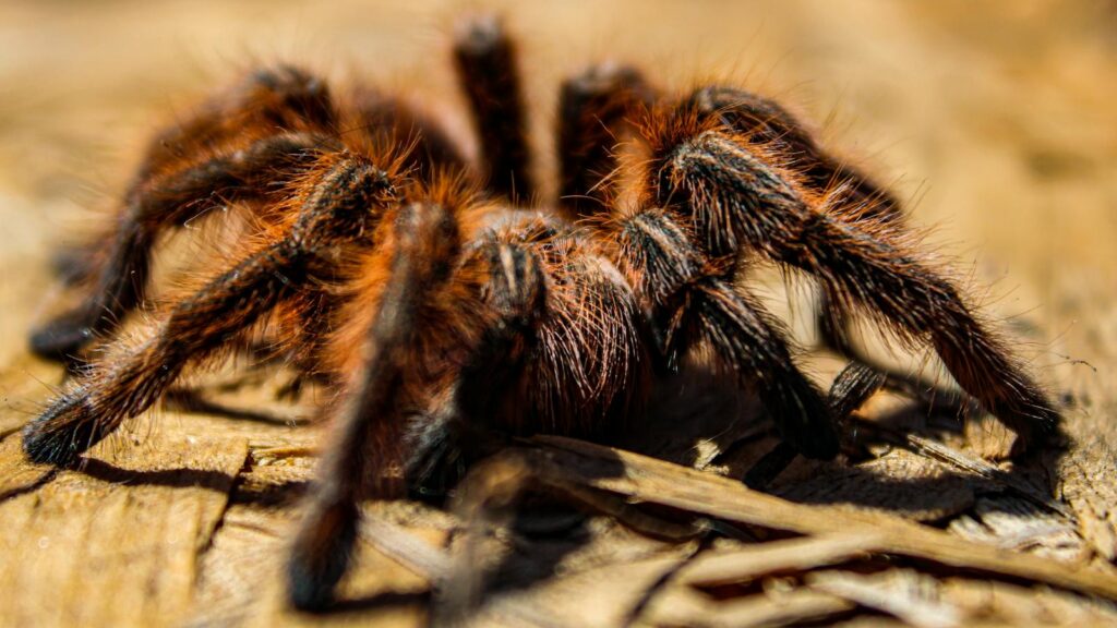 Close-Up of Hairy Tarantula on Wood Surface