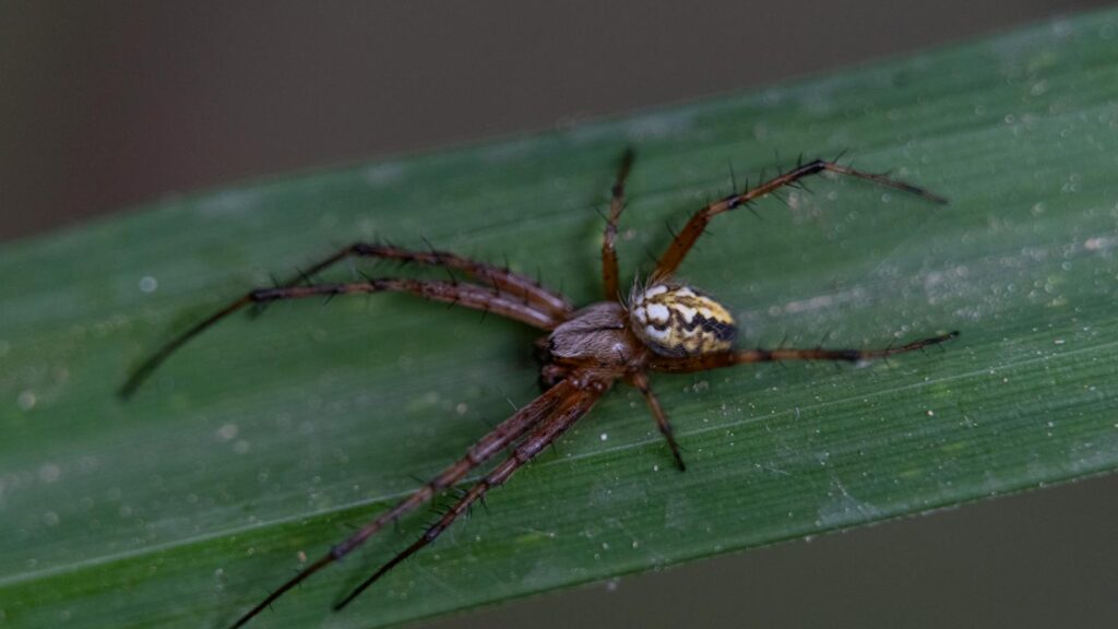 Small patterned spider resting on a green leaf.