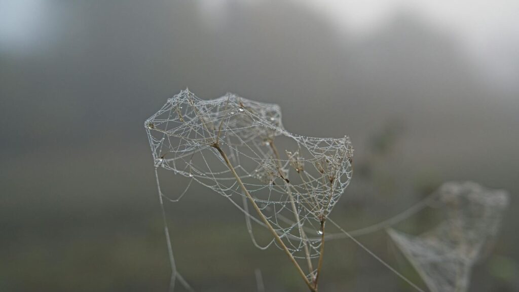 Morning Dew on Spider Webs