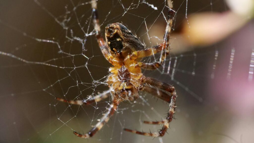 Close-Up of Spider Weaving a Web