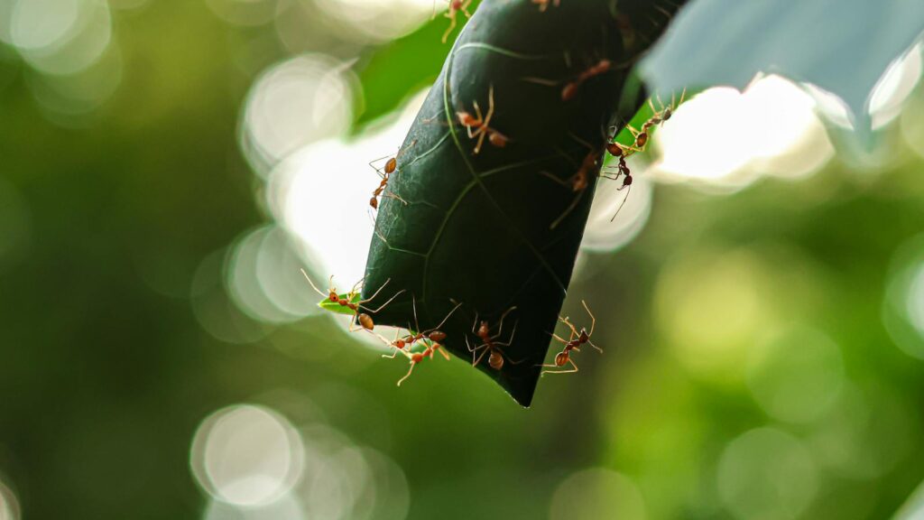 Weaver Ants Building a Leaf Nest