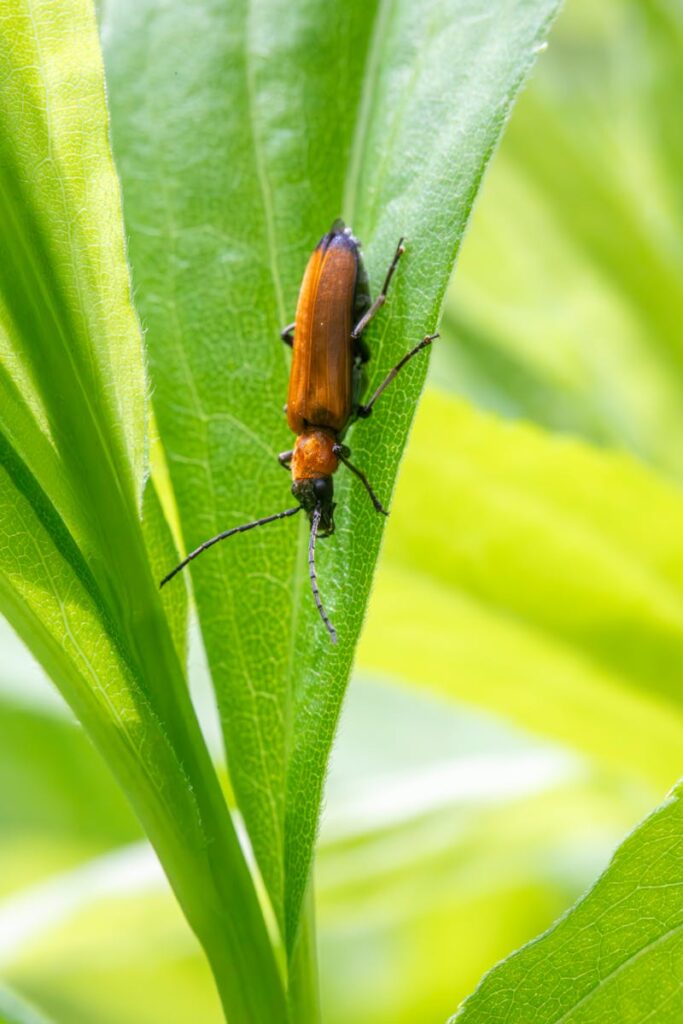 Close-up of a reddish-brown beetle perched on a green leaf in its natural habitat.