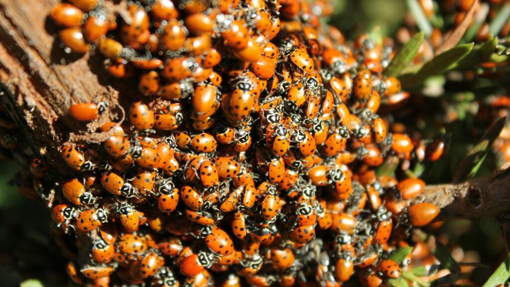 A dense swarm of orange and black-spotted ladybugs clustering on a tree branch